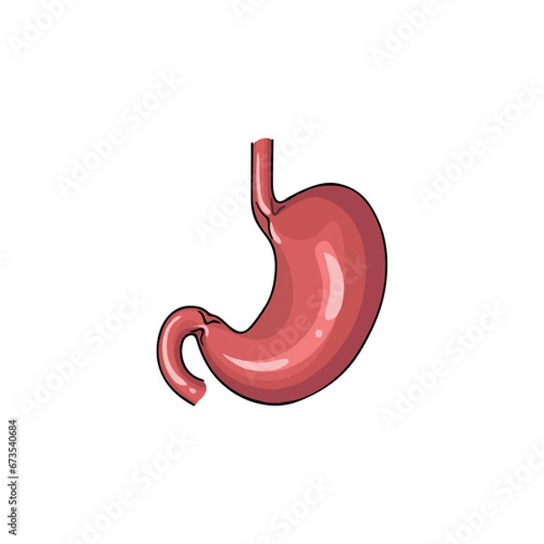 Fototapeta stomach vector type icon