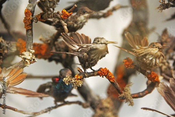 Fototapeta bird on a branch