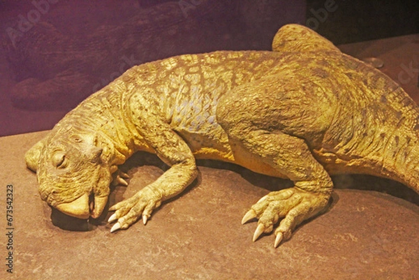 Fototapeta lizard on the rock