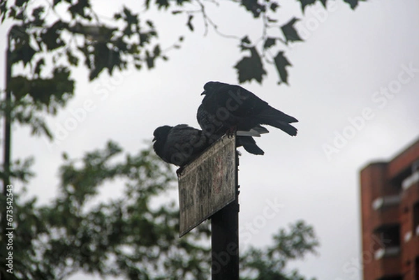 Fototapeta crow on a tree