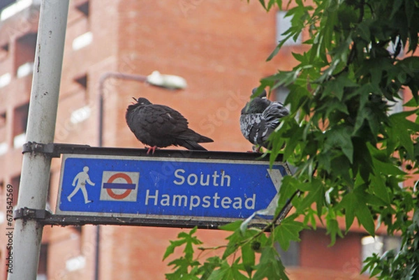 Fototapeta pigeon on a post