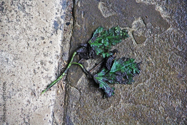 Fototapeta green frog on the ground
