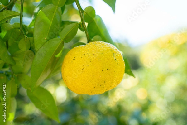 Fototapeta 柚子（ゆず）