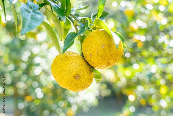 Obraz 柚子（ゆず）