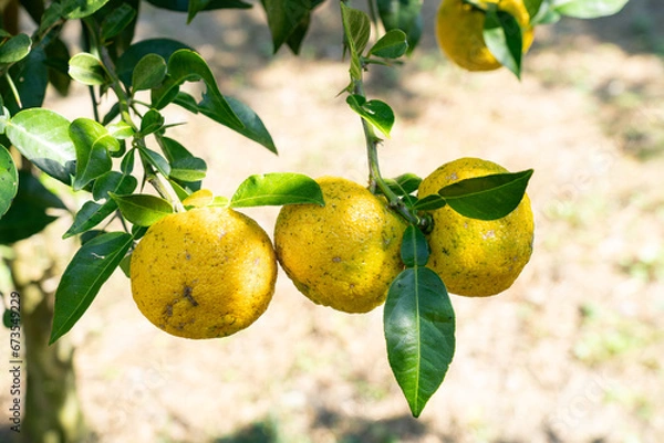 Obraz 柚子（ゆず）