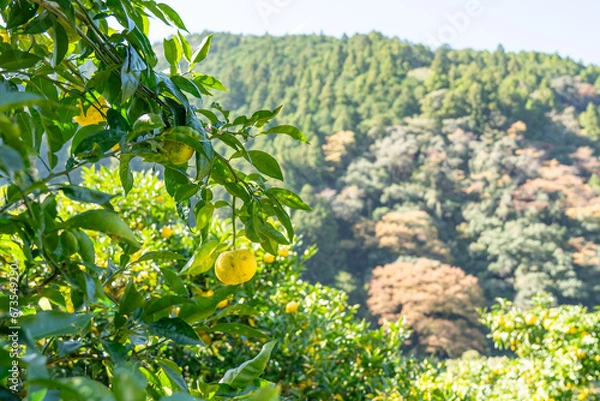 Obraz 柚子（ゆず）