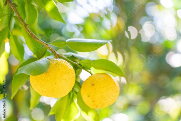 Obraz 柚子（ゆず）