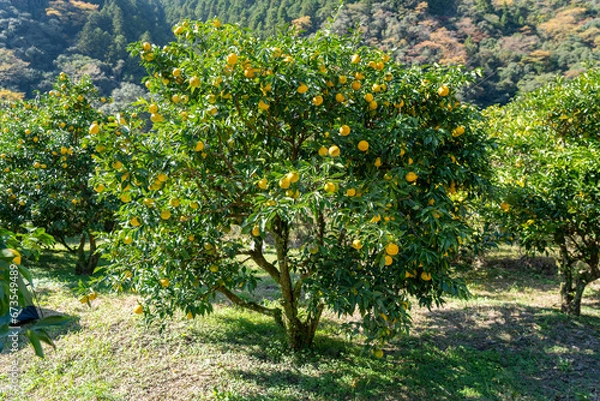 Fototapeta 柚子（ゆず）　一本　木