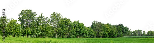 Fototapeta Green Trees on transparent background. are Forest and foliage in summer for both printing and web pages with cut path and alpha channel