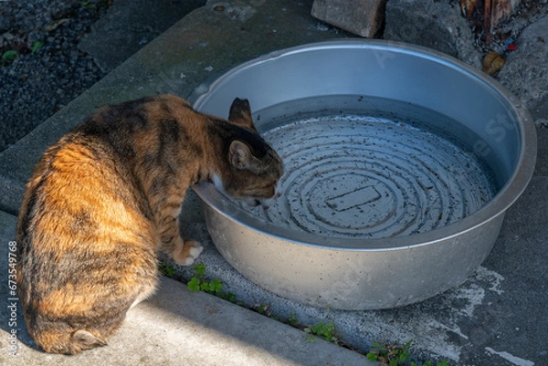 Obraz 水飲む猫　野良猫