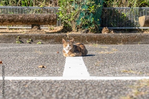 Fototapeta 猫　野良猫