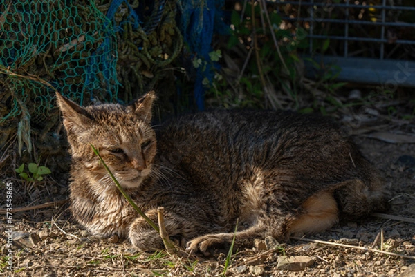 Obraz 猫　野良猫