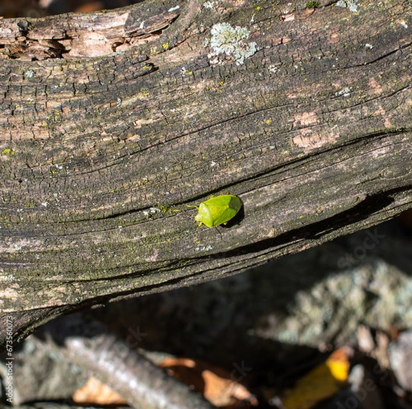 Obraz Green Stink Bug Chinavia hilaris