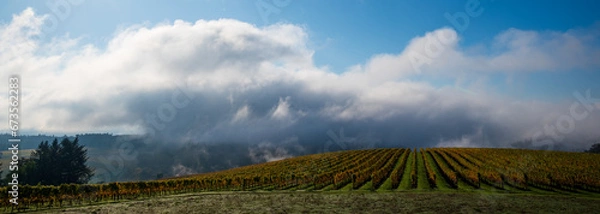 Fototapeta A hill of golden vines is touched by morning mist under heavy clouds in late fall in Oregon.