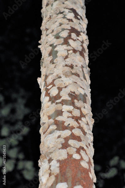 Obraz マイマイガの卵塊（北海道・足寄町）
