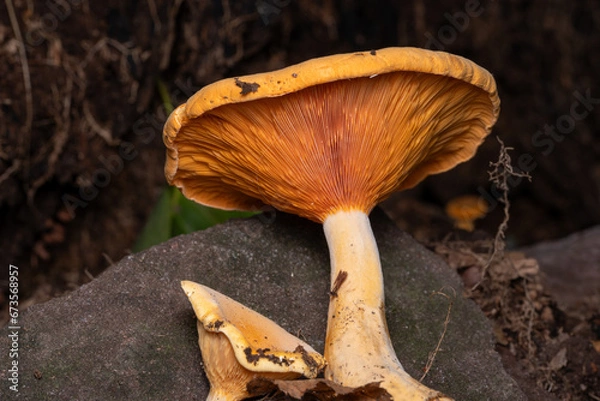 Obraz false chanterelle mushroom