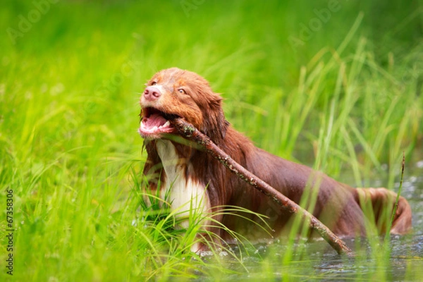 Fototapeta Australian shepherd dog