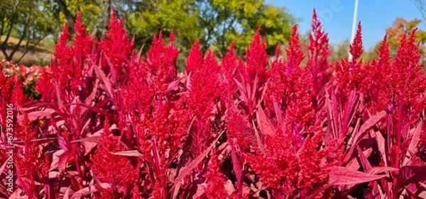 Fototapeta 한국의 화단