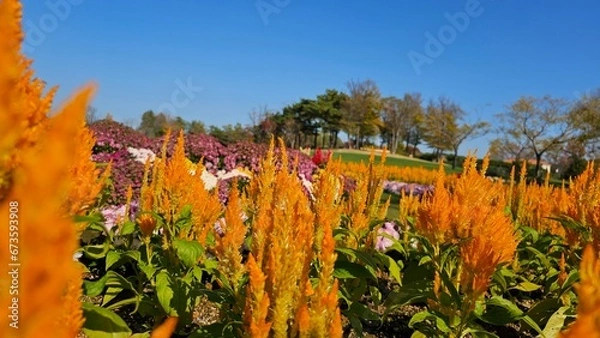 Obraz 한국의 화단