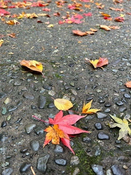 Fototapeta 赤く紅葉したもみじの葉っぱ