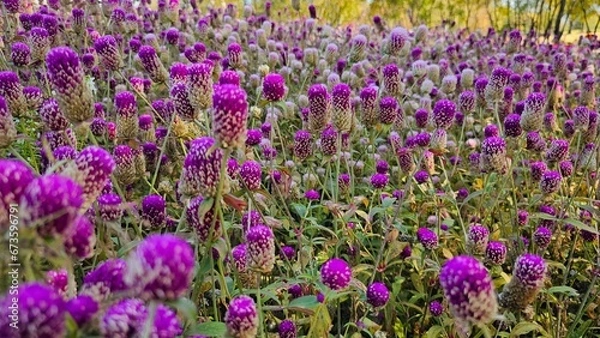 Obraz 한국의 화단