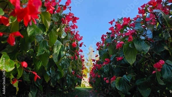 Obraz 한국의 화단