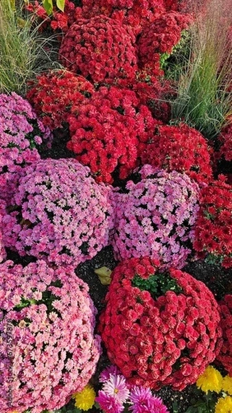 Obraz 한국의 정원