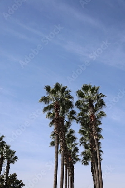 Obraz Sky Palms