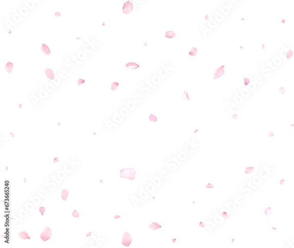 Fototapeta Pink sakura petals.