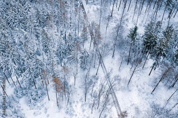Obraz winter forest background