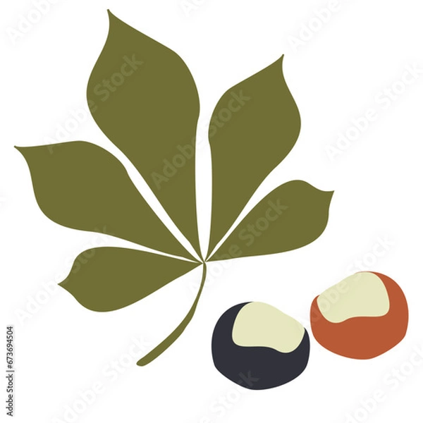Obraz Chestnuts and Green leaf. Set Vector Illustration isolated on a white background. Autumn design elements, Botany Decoration. Delicious food, Garden harvest. Flat style Graphic