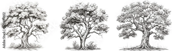 Obraz Set of trees in hand drawn style on white background.
