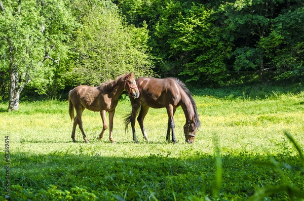Obraz Horses
