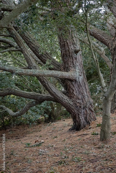 Fototapeta Large Tree trunk in woods at Looe Cornwall