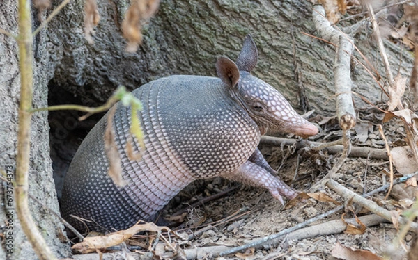 Obraz Nine-banded armadillo (Dasypus novemcinctus) getting out of a burrow, in the United States. The nine-banded armadillo is a solitary, mainly nocturnal animal, found in many kinds of habitat