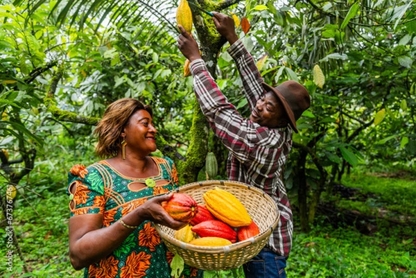 Obraz Two fellow African cocoa pickers joke with each other as they pick. Harvesting concept