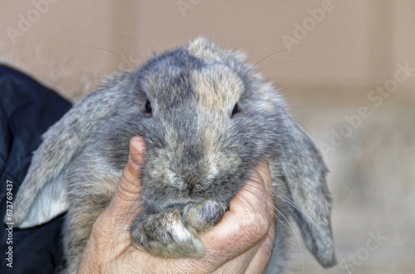 Obraz funny rabbit puppy front view