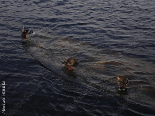 Obraz ducks in the water