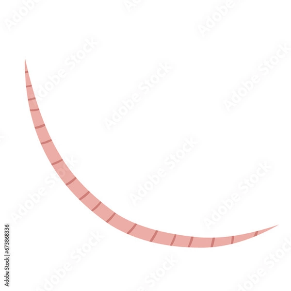 Fototapeta 
Pinworm Vector