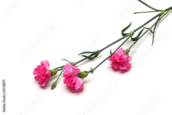 Fototapeta carnations