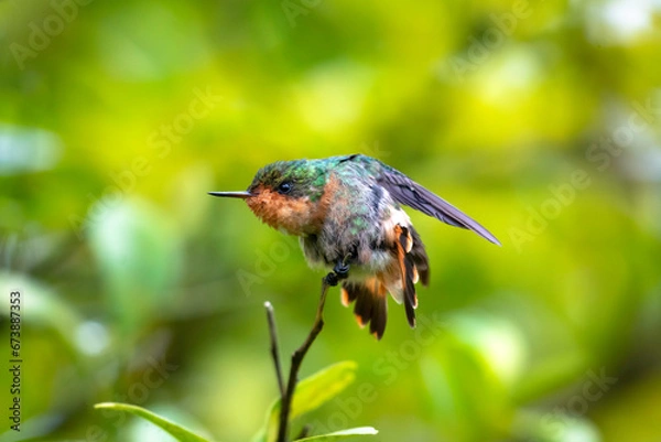 Fototapeta A Tufted Coquette hummingbird stretching and fluffing her feathers while preening