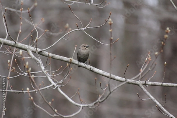 Obraz white bird on a branch