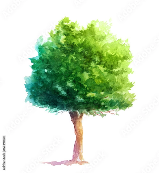 Obraz Single tree on white background.