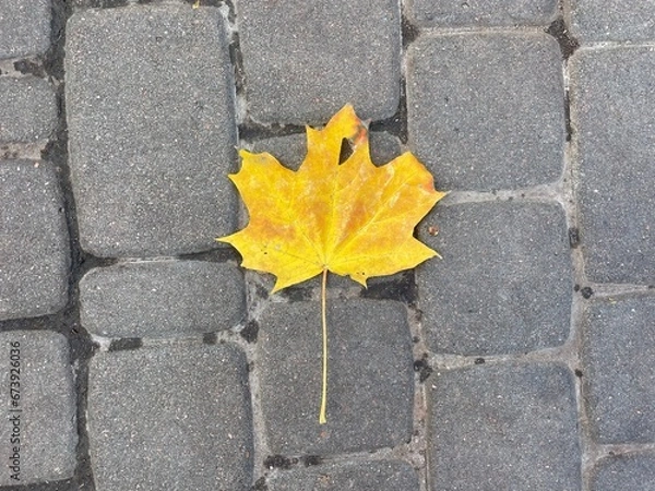 Obraz maple leaf on asphalt