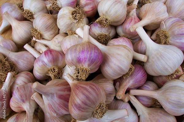 Obraz Pile of Garlic