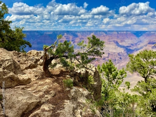 Obraz Pine tree on the mountain 