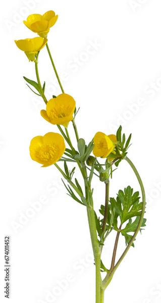 Obraz Fleurs de boutons d'or	