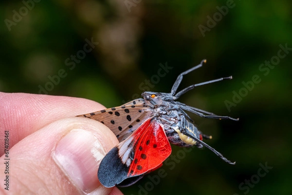 Obraz Spotted Lanternfly