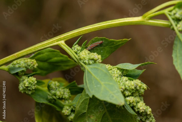Obraz pitseed goosefoot