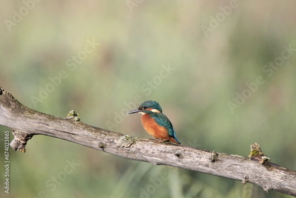 Obraz Eisvogel (Alcedo atthis)